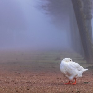 Gans im Nebel
